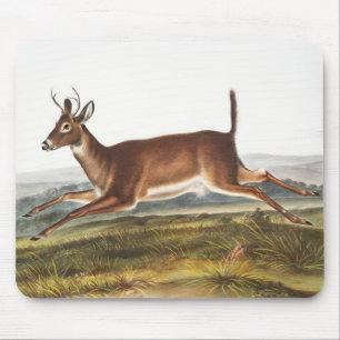 Alfombrilla De Ratón Ilustracion de Cervus leucurus de cola larga