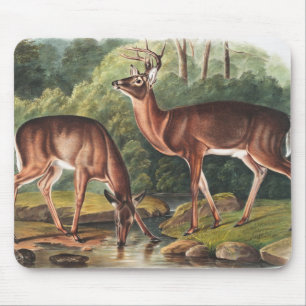 Alfombrilla De Ratón Ilustracion de Cervus Virginianus