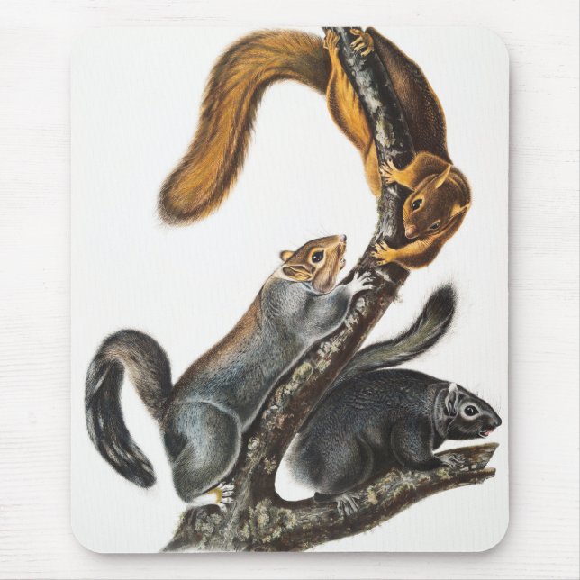 Alfombrilla De Ratón Ilustracion de la ardilla del gato (Sciurus cinere (Frente)