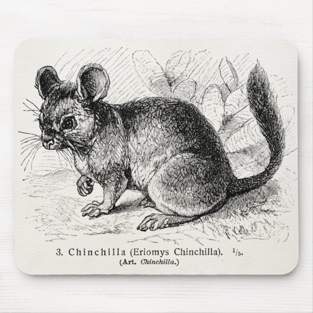 Alfombrilla De Ratón Ilustracion de las chinchillas de la chinchilla de (Frente)