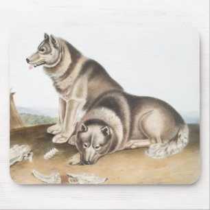Alfombrilla De Ratón Ilustracion de Perro Esquimaux (Canis familiaris)