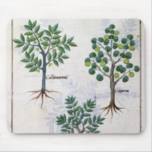 Alfombrilla De Ratón Ilustracion del 'libro de las medicinas simples