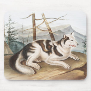 Alfombrilla De Ratón Ilustracion Hare Indian Dog (Canis familiaris)