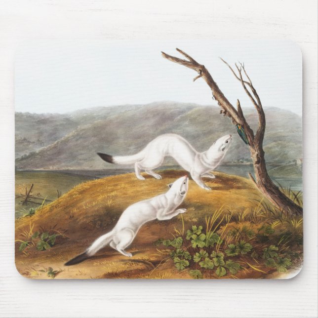 Alfombrilla De Ratón Ilustracion Little Nimble Weasel Putorius agilis (Frente)