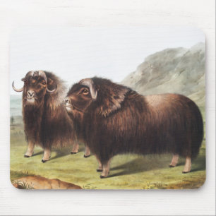 Alfombrilla De Ratón Ilustracion Musk Ox (Ovibos moschatus)