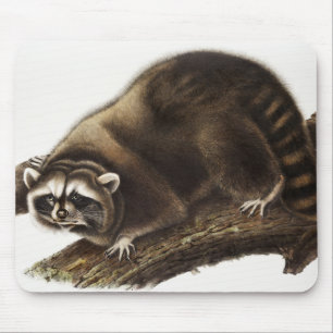 Alfombrilla De Ratón Ilustracion Raccoon (Procyon lotor)
