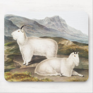 Alfombrilla De Ratón Ilustracion Rocky Mountain Goat (Capra Americana)