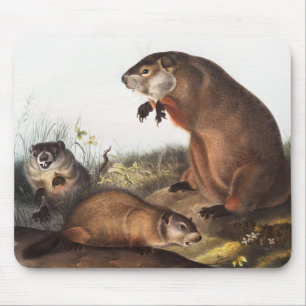 Alfombrilla De Ratón Ilustracion Woodchuck (Arctomys monax)