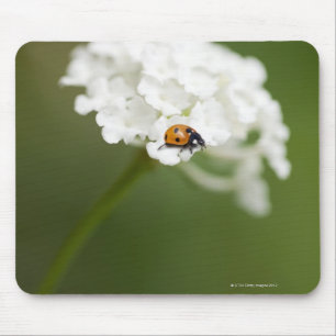 Alfombrilla De Ratón Imagen macra de una mariquita en una flor salvaje