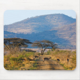 Alfombrilla De Ratón Impala (Aepyceros Melampus), Hluhluwe-Umfolozi