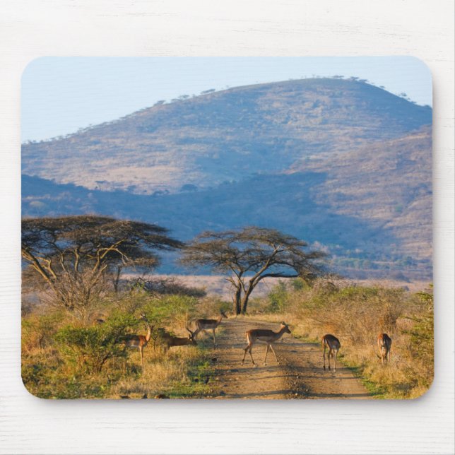 Alfombrilla De Ratón Impala (Aepyceros Melampus), Hluhluwe-Umfolozi (Frente)