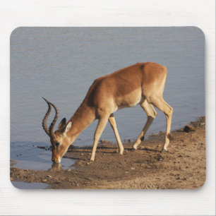 Alfombrilla De Ratón Impala antelope bebiendo en la foto del agujero de