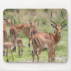 Alfombrilla De Ratón Impala en el delta del Okavango