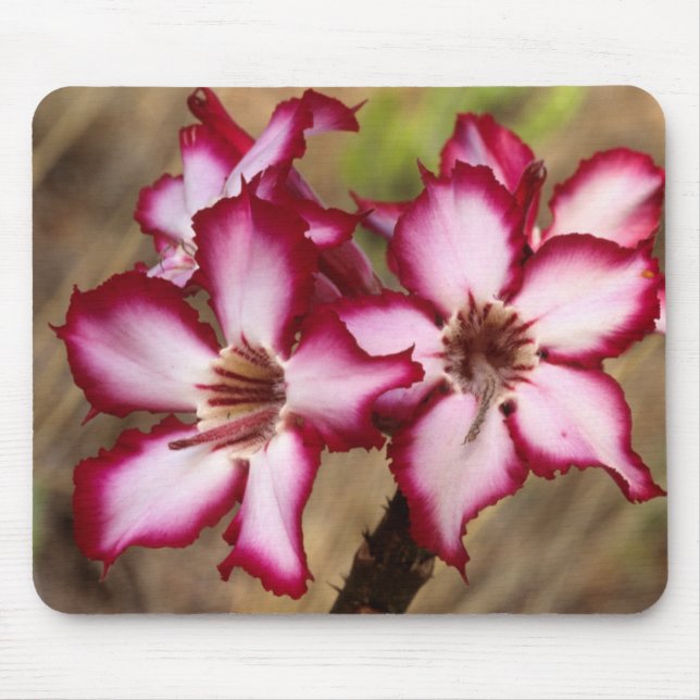 Alfombrilla De Ratón Impala Lily (Adenium Multiflorum), Kruger (Frente)