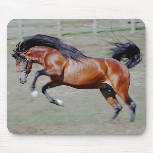 Alfombrilla De Ratón Indico VII que alcanza hacia fuera (Frente)