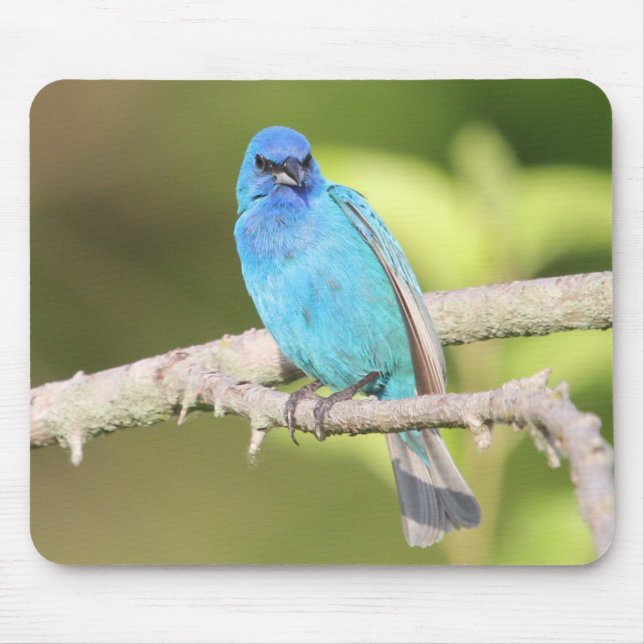 Alfombrilla De Ratón Indigo Bunting (Frente)
