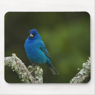 Alfombrilla De Ratón Indigo Bunting, Passerina cyanea, Costa
