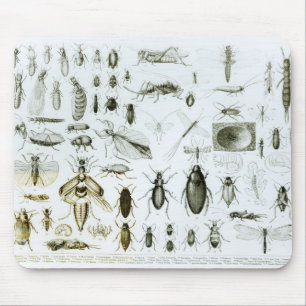 Alfombrilla De Ratón Insectos de la entomología
