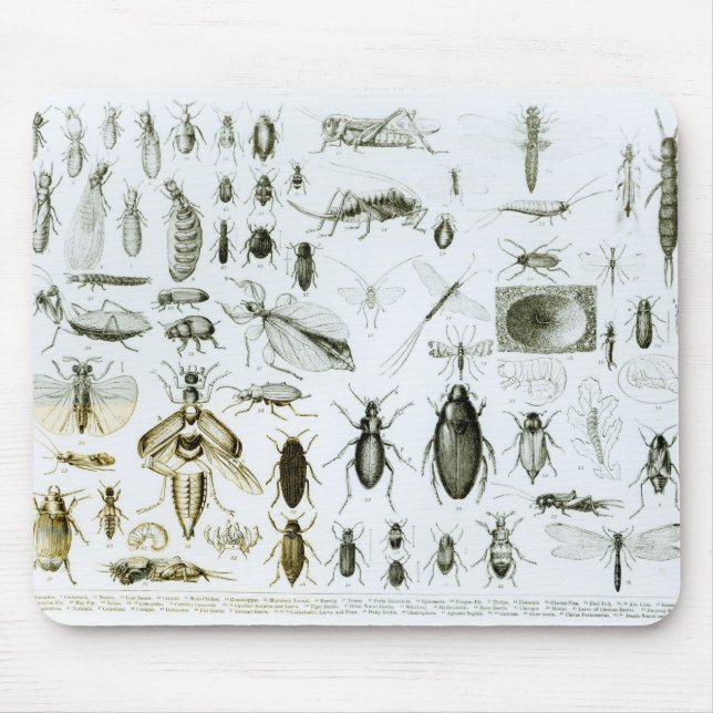 Alfombrilla De Ratón Insectos de la entomología (Frente)