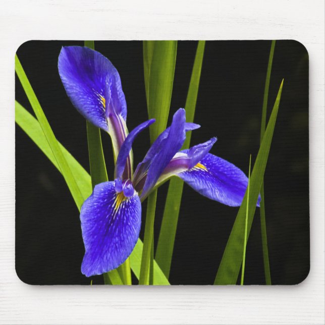 Alfombrilla De Ratón Iris azul Mousepad (Frente)