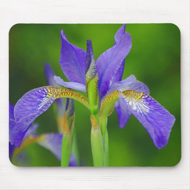 Alfombrilla De Ratón Iris Blue Flower Mousepad (Frente)