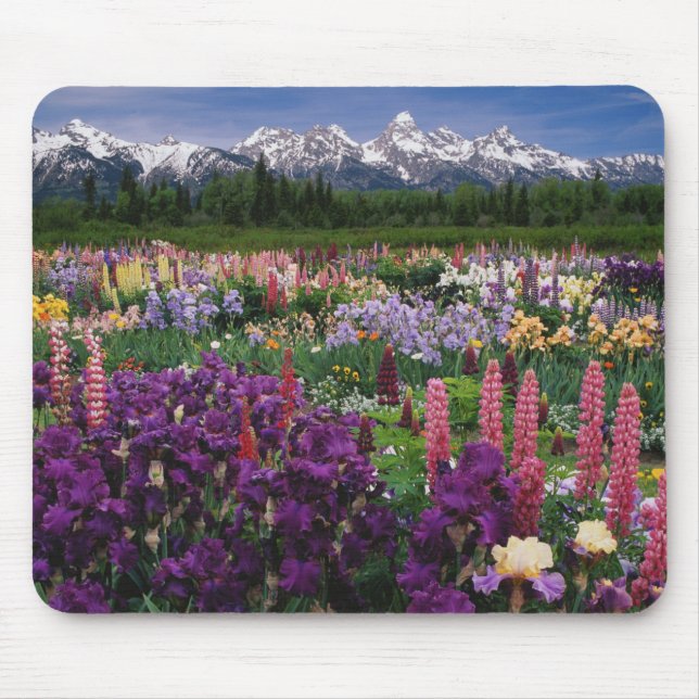 Alfombrilla De Ratón Iris y Lupine Garden y Teton Range, (Frente)