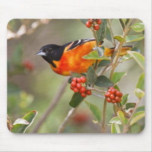 Alfombrilla De Ratón Isla de South Padre, Texas, EE. UU., Oriole de Bal