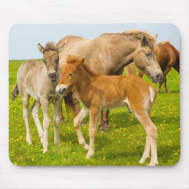Alfombrilla De Ratón Islandia. Dyrholaey. Potros de caballo islandés (Frente)