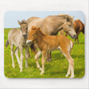 Alfombrilla De Ratón Islandia. Dyrholaey. Terneros de caballo de Island