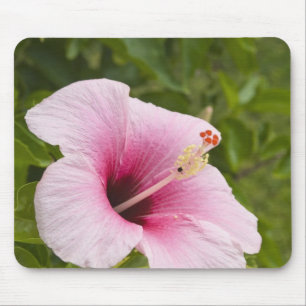 Alfombrilla De Ratón Islas Cook, Atiu. Flor de hibisco.