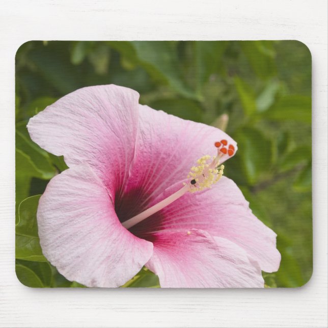 Alfombrilla De Ratón Islas Cook, Atiu. Flor de hibisco. (Frente)