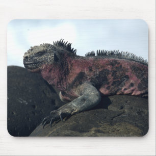 Alfombrilla De Ratón Islas Galápagos Iguana negra
