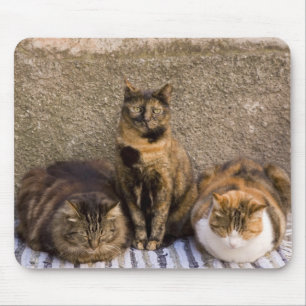 Alfombrilla De Ratón Italia, Cinque Terre, Vernazza. Tres gatos