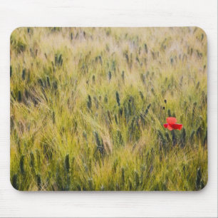 Alfombrilla De Ratón Italia, Toscana, Amapola solitaria en trigo de pri