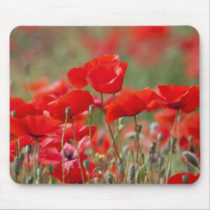 Alfombrilla De Ratón Italia, Toscana, Masa de amapolas de verano en