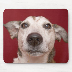 Alfombrilla De Ratón Jack Russell Terrier que sostiene el ornamento del