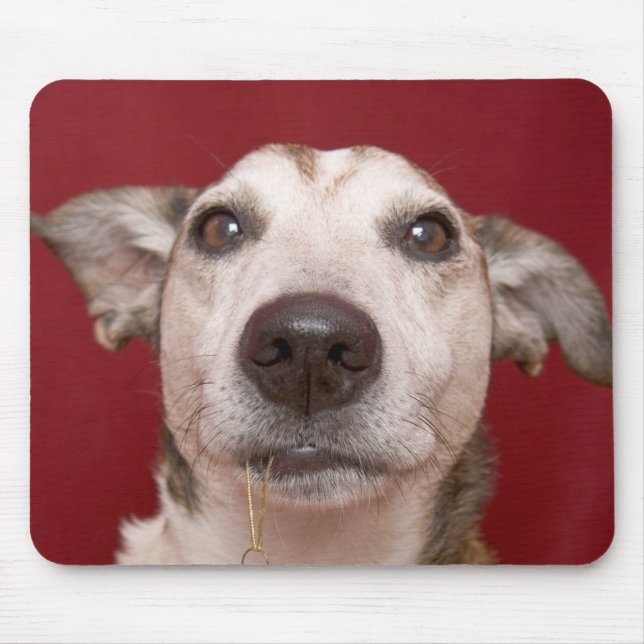 Alfombrilla De Ratón Jack Russell Terrier que sostiene el ornamento del (Frente)