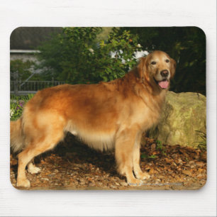 Alfombrilla De Ratón Jadeo del golden retriever