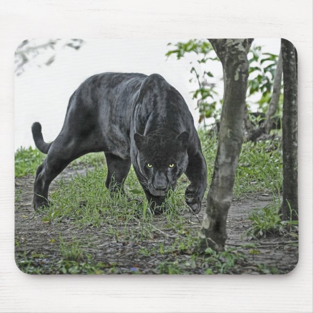 Alfombrilla De Ratón Jaguar negro que acecha Mousepad (Frente)