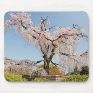 Alfombrilla De Ratón Japón, Kyoto. Cerezo llorón bajo cielo azul