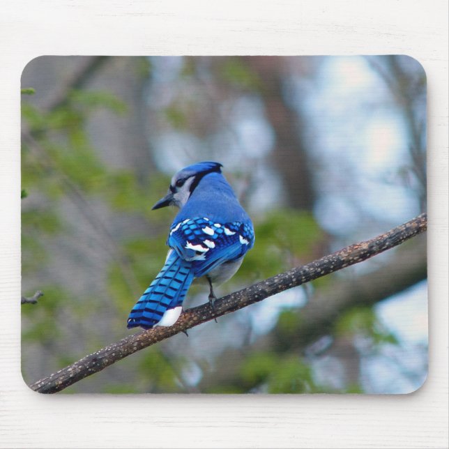 Alfombrilla De Ratón Jay azul (Frente)