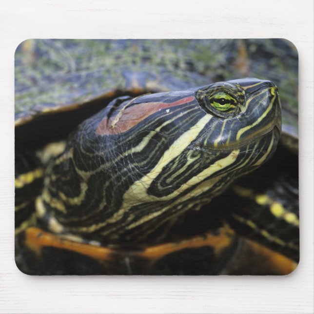 Alfombrilla De Ratón Jicotea de oreja roja, Trachemys scripta elegans,  (Frente)