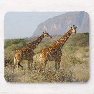 Alfombrilla De Ratón Jirafa somalí, jirafa reticulada, Giraffa
