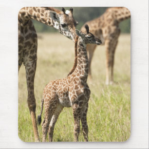 Alfombrilla De Ratón jirafas Masai, Giraffa camelopardalis 2