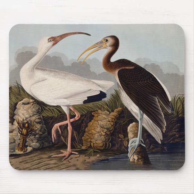 Alfombrilla De Ratón John James Audubon White Ibis Bird Print Classic (Frente)