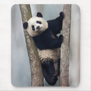 Alfombrilla De Ratón Joven panda subiendo a un árbol, China