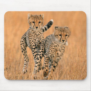 Alfombrilla De Ratón Jóvenes guepardos (Acinonyx Jubatus)