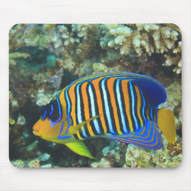 Alfombrilla De Ratón Juvenile Regal Angelfish Pygoplites (Frente)