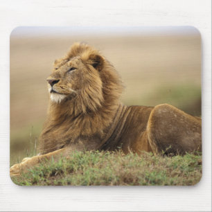 Alfombrilla De Ratón Kenia, Masai Mara León macho