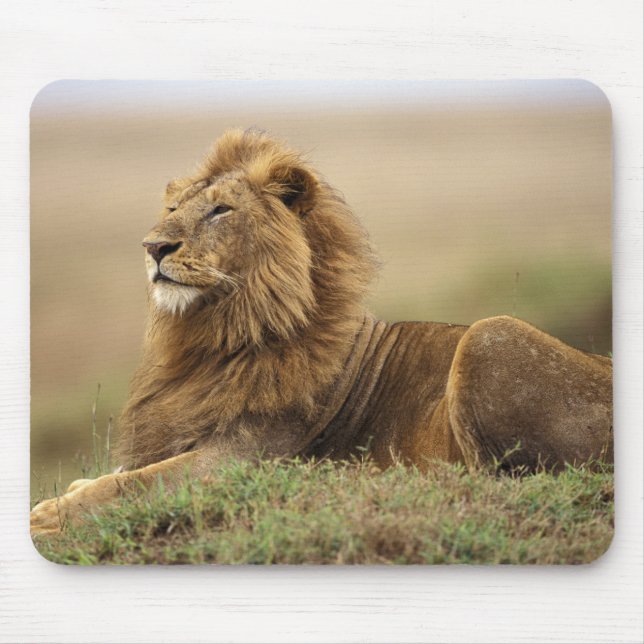 Alfombrilla De Ratón Kenia, Masai Mara | León macho (Frente)